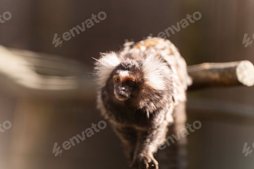 Preview: a monkey is standing on top of a tree branch while staring
