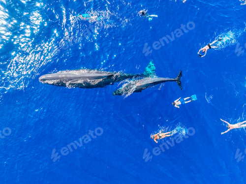 Preview: Swimmers with humpback whales