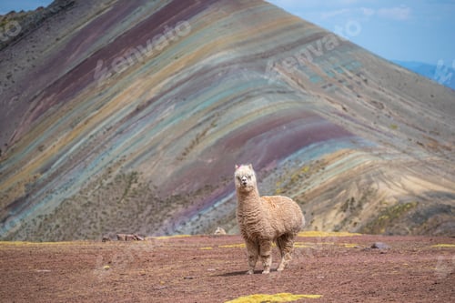 Preview: An Alpaca standing on the edge of a mountain and watching the Palccoyo mountains in Peru