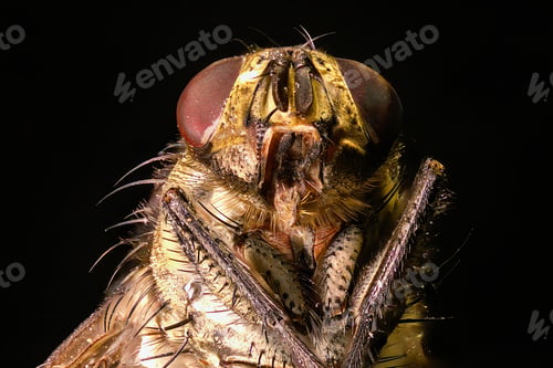 Preview: Macro shot of a fly showing detailed features and textures, isolated on black background