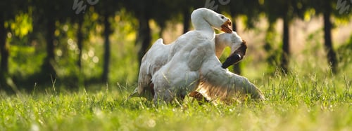 Preview: Couple fighting geese on the farm, two geese have a fierce battle on the grass of farm