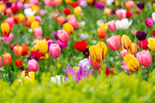 Preview: Tulips field in spring in Prague, Czech Republic. Closeup.