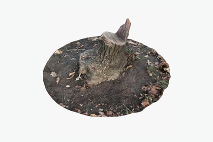 Preview: Weathered Oak Tree Stump with Roots