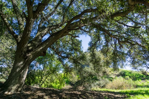 Preview: Large oak tree providing shade, Santa Teresa County Park, San Jose, California