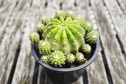 Preview: Cactus