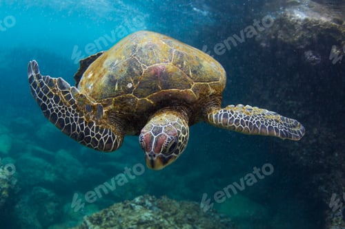 Preview: Underwater view of turtle swimming in ocean, Hawaii, USA