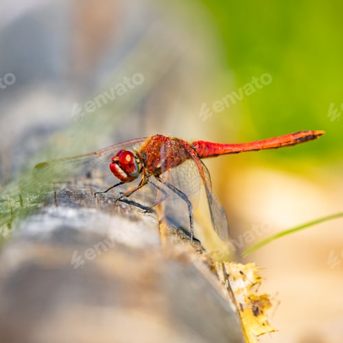 Preview: Closeup of a dragonfly crawling on tree bark.