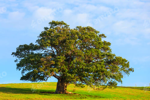 Preview: Alone tree