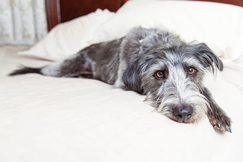 Preview: Tired Dog Laying in Bed