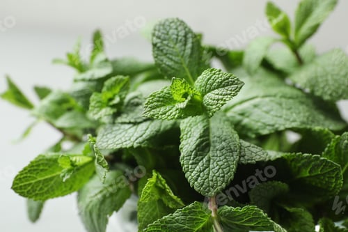 Preview: Fresh green mint on light background, closeup