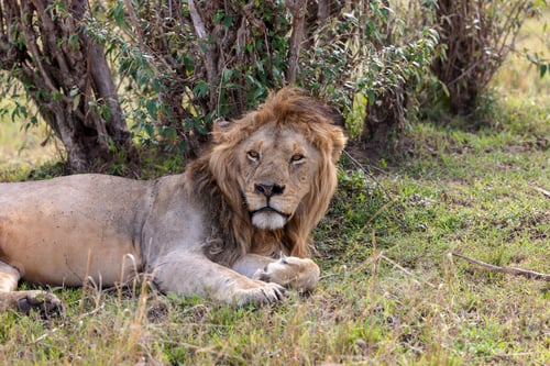 Preview: Powerful lion lying in a grassy savannah, surrounded by a verdant landscape of dense foliage