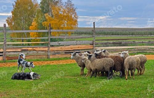 Preview: Sheep dog training