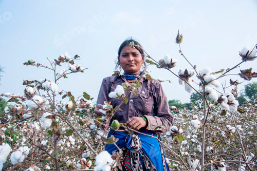 Preview: Woman harvesting cotton in a cotton field.