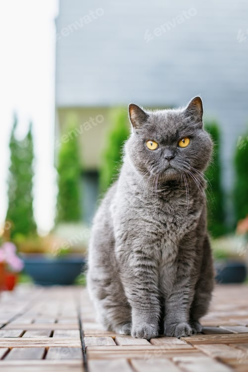 Preview: A grey British cat with a stern expression sitting on a wooden floor