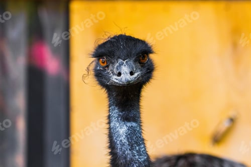 Preview: Australian emu. Close-up portrait.