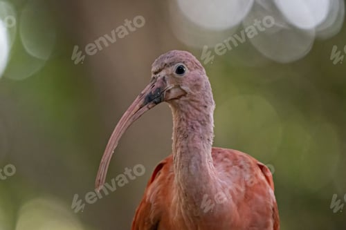 Preview: Vibrant red ibis bird in its natural habitat on a blurred background