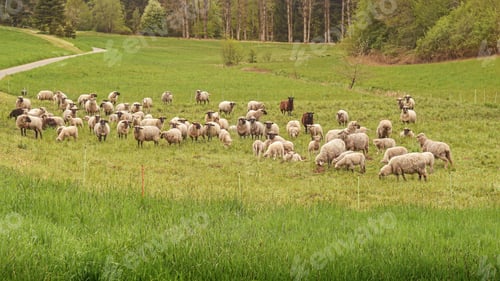 Preview: sheep herd