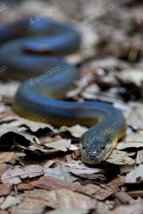 Preview: Water python sliding on brown leaves outdoors