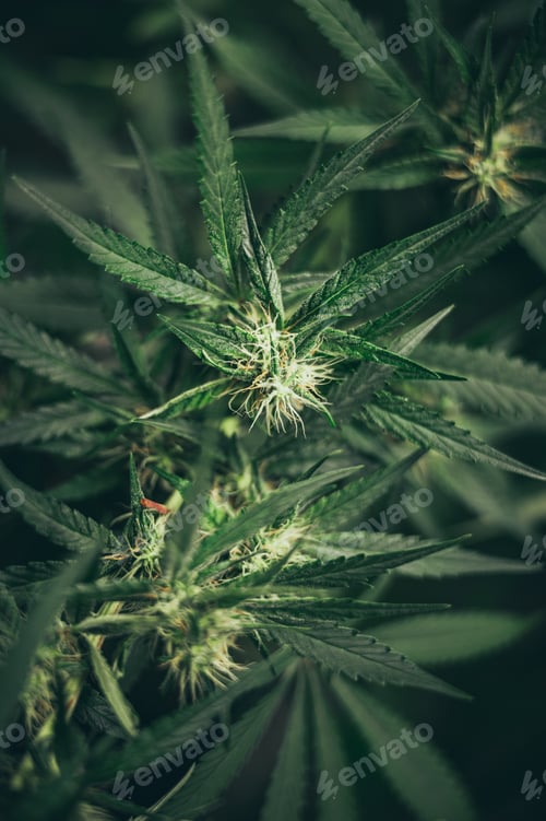 Preview: Growing cannabis indoors, hemp cultivation technique. Growing pot in groutent