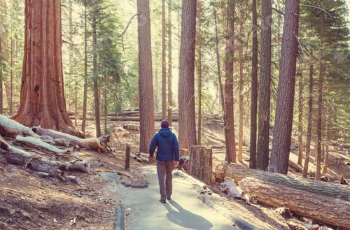 Preview: Sequoia