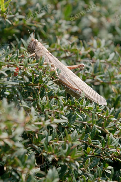 Preview: Brown Locust