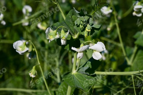 Preview: Bush of sweet pea with ripe pods cultivated on vegetable garden