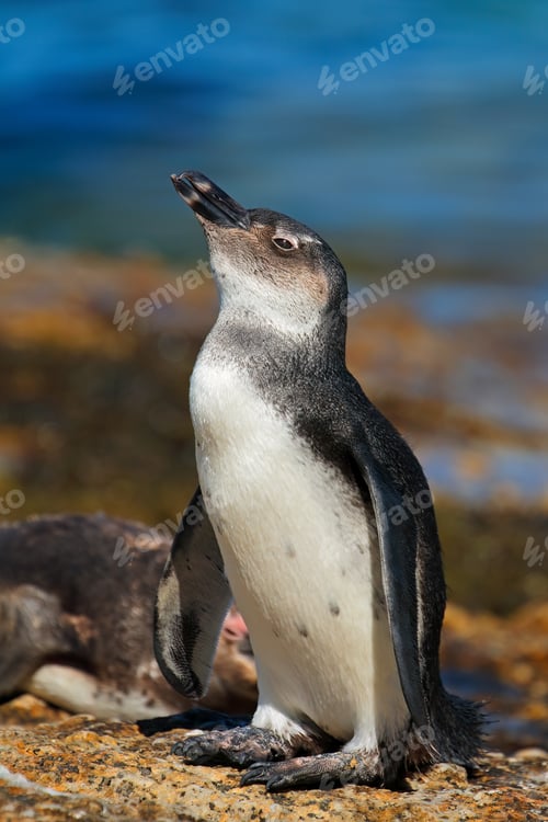 Preview: Young African penguin - South Africa
