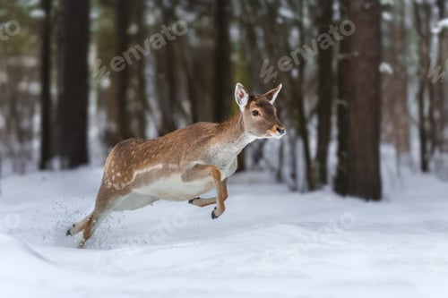 Preview: A young deer gracefully leaps through fresh snow in a serene forest during winter
