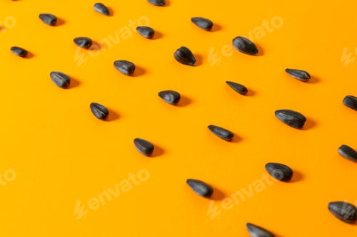 Preview: a front view sunflower seeds black and fried lined on the yellow background seed sunflower color