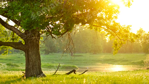 Preview: Mighty oak tree. Sunset in the evening. The concept of wisdom and longevity