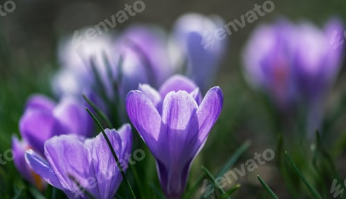 Preview: Saffron flower in the spring