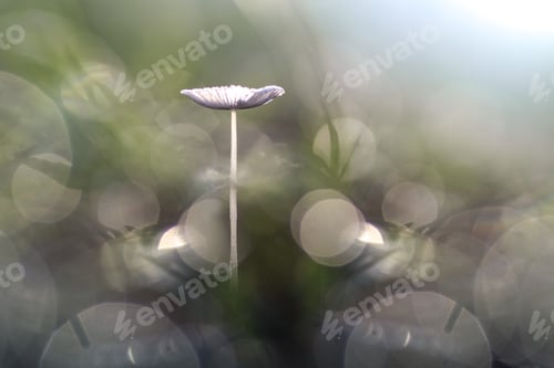 Preview: mushrooms