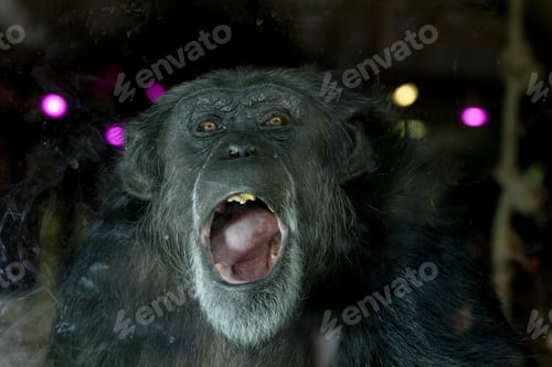 Preview: Closeup shot of a chimpanzee with its mouth open while looking at the camera