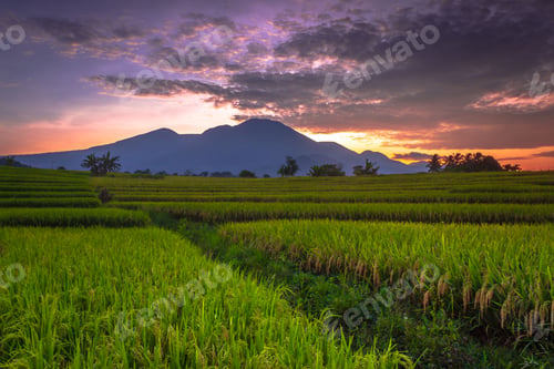 Preview: Beautiful morning view indonesia Panorama Landscape paddy fields with beauty color and sky natural