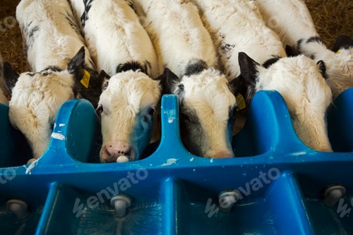 Preview: High angle view of five white calves drinking from a milk feeder.