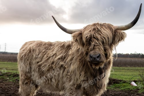 Preview: Close up of highland cattle with cloudy sky in background.