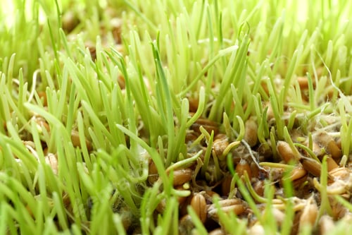 Preview: Sprouted wheat grass, close up and selective focus