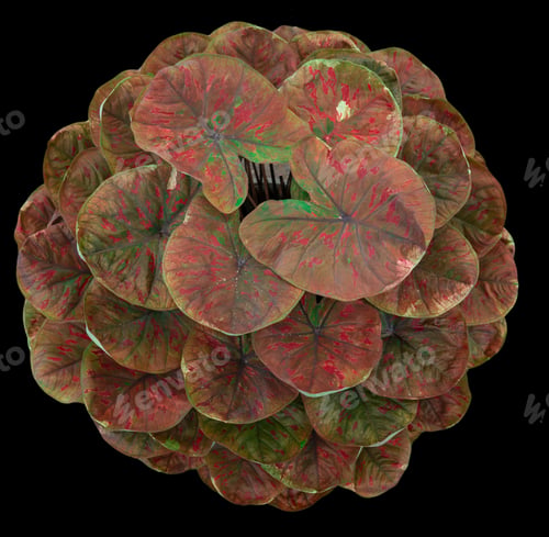 Preview: Beautiful colorful caladium on Black background isolate with clipping path. Queen