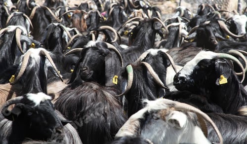 Preview: herd of goats