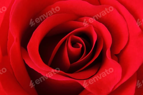 Preview: Red rose texture