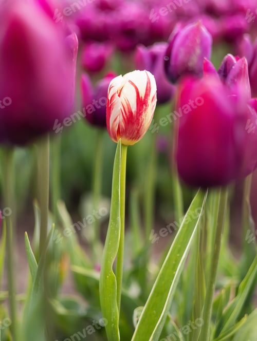 Preview: Tulip Flower Field. Close Up Nature Background