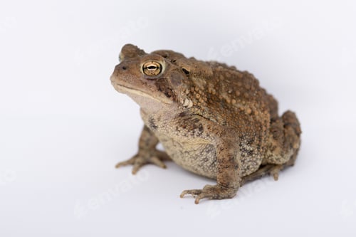 Preview: American Toad Side Profile