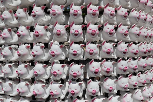 Preview: Year of the Pig 2019