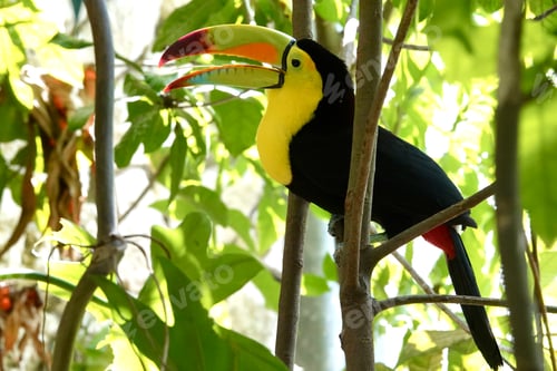 Preview: Toucan in forest