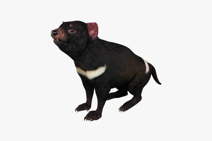 Preview: Tasmanian devil lateral view with open mouth