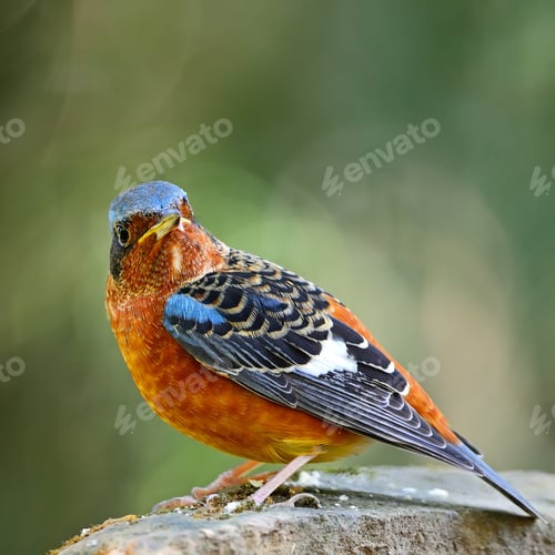 Preview: White-throated Rock-Thrush