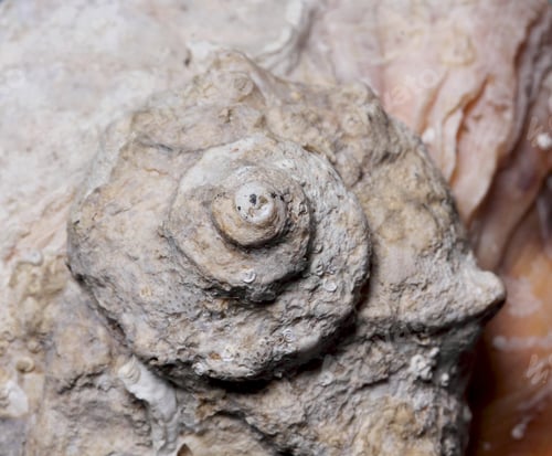 Preview: Sea ??Shell Rapan Closeup