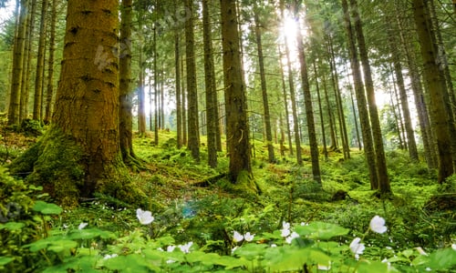 Preview: Beautiful view of a green forest on a sunny day