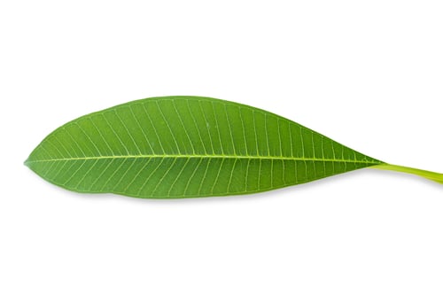 Preview: Green frangipani leaf isolated on white background included clipping path.