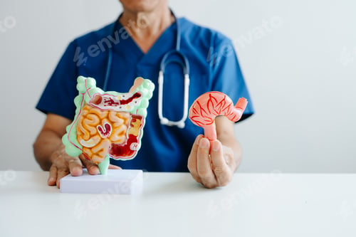 Preview: Doctor demonstrating a stomach anatomy model for digestive system education,